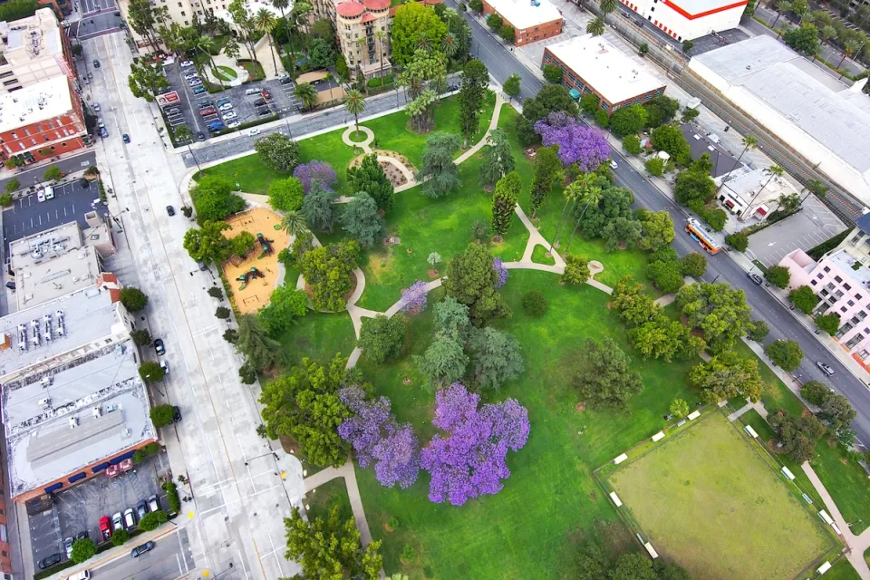 Aerial view of green park with purple blooming jacaranda trees in Pasadena, California.